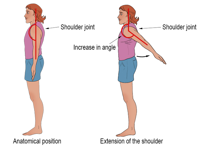 Shoulder extension occurs when you lift your arms up behind you from the anatomical position. Extension occurs because there is an increase in angle between the arm and midline of the head.
